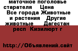 маточное поголовье старателя  › Цена ­ 2 300 - Все города Животные и растения » Другие животные   . Дагестан респ.,Кизилюрт г.